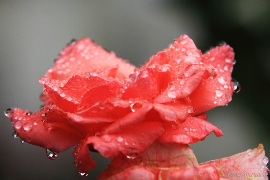雨粒を纏って・・・＃２