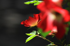 花色季節　近所の一重の赤いバラ②