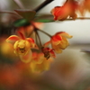 花色季節　アカバノメギ＃１