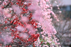 花色季節 揺れる枝