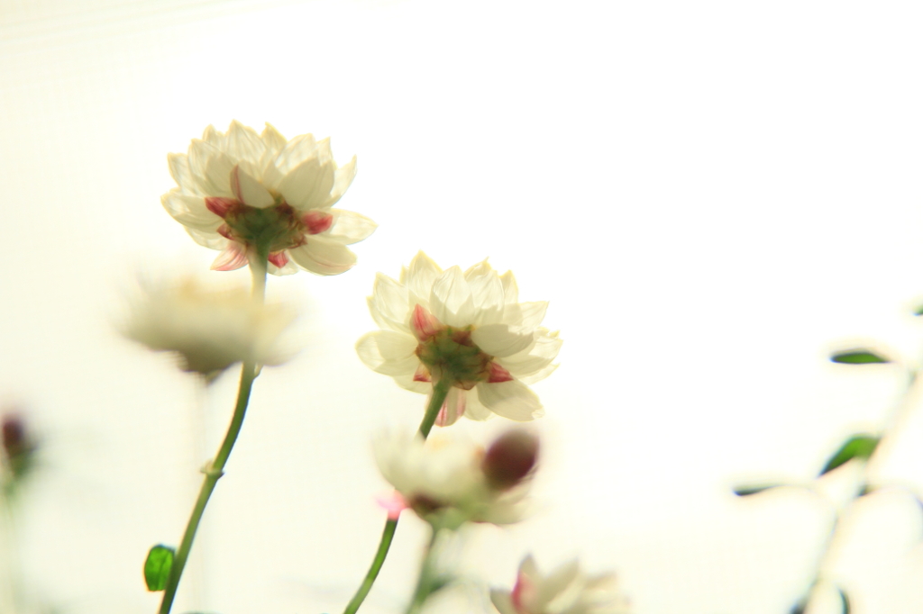 花簪　はな