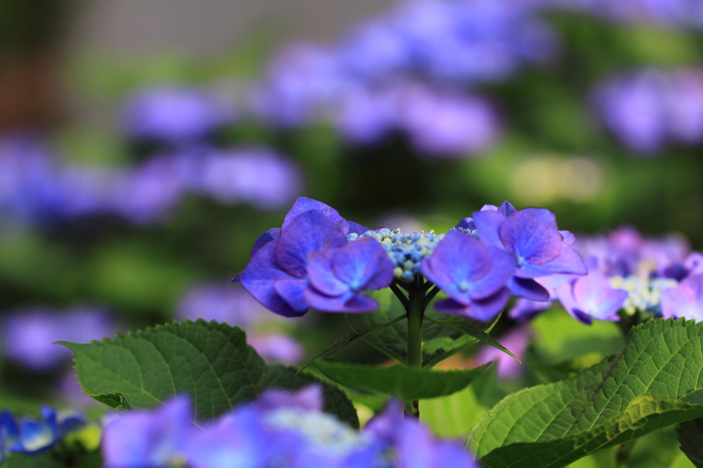 紫陽花季節　＃21