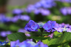 紫陽花季節　＃21