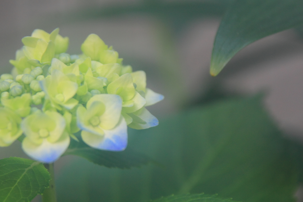 花色季節　近所の紫陽花⑤