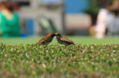 鳥を徒労　スズメ・チュッ！