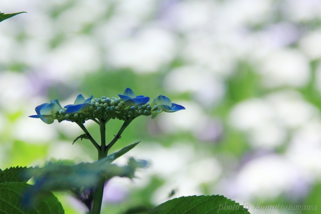 6月AFPにて・・・＃11　背景も紫陽花