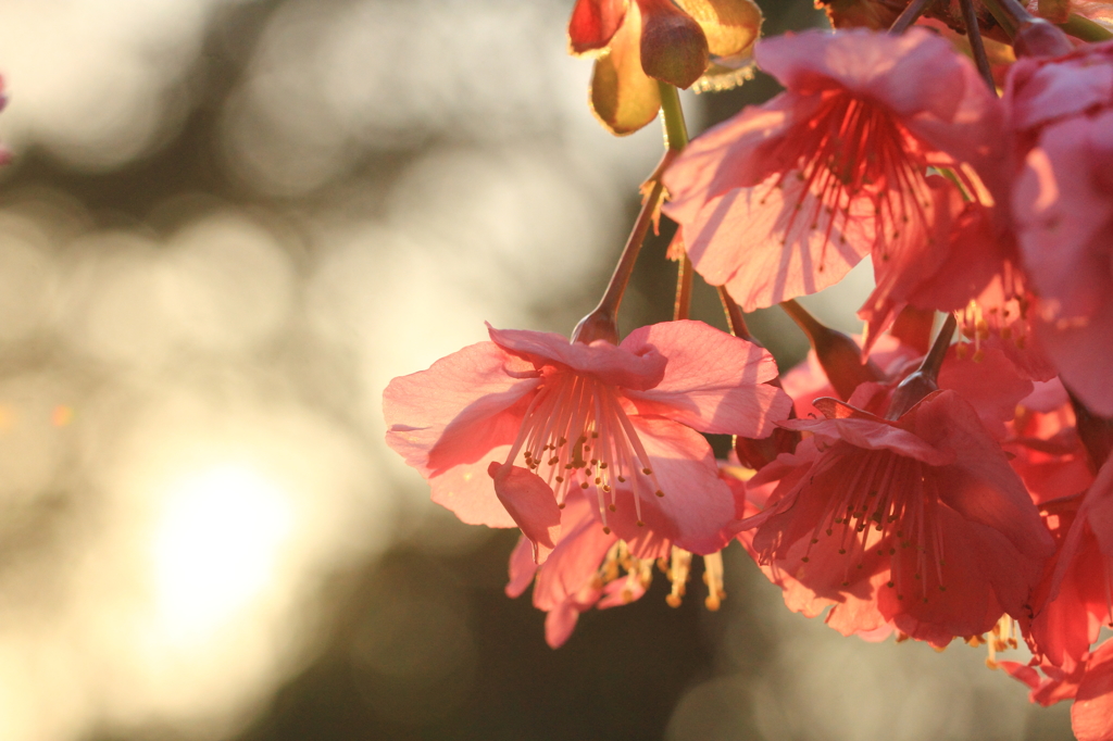 花色季節 夕日桜色