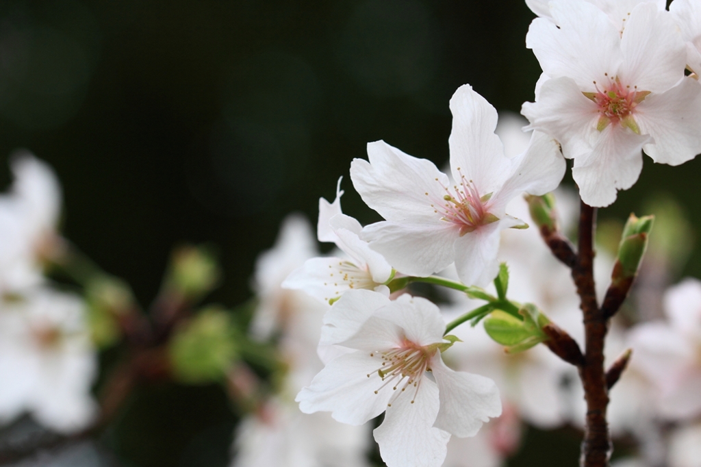 桜咲く　その２