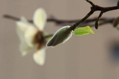 花色季節 近所の花＃6