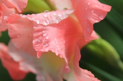 滴と花びら