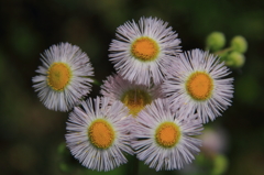 花色季節　春紫苑