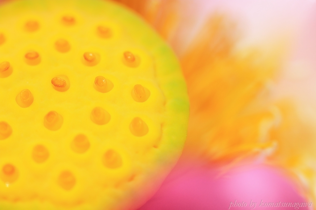 花色季節　大賀ハス　＃25