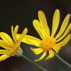 花色季節 近所の花＃7