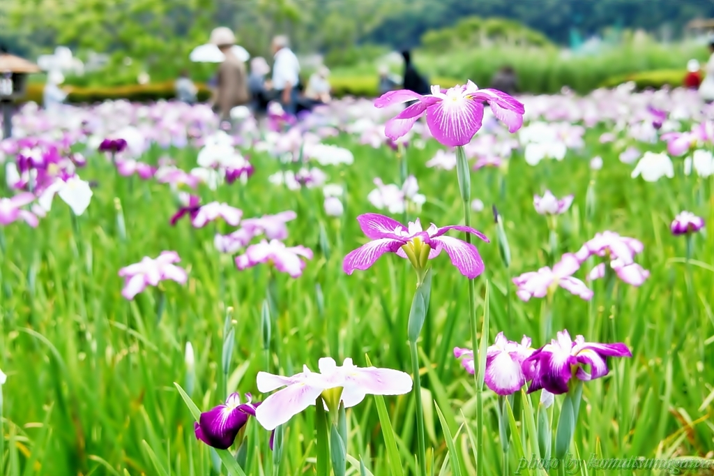 小岩菖蒲園＃65