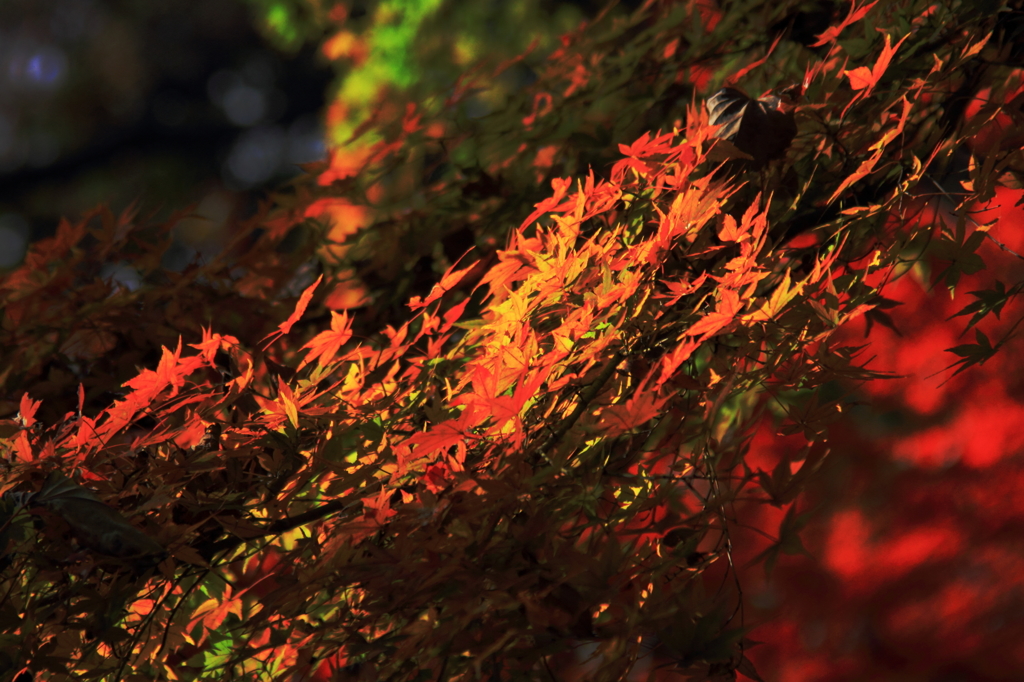 六義園にて＃27　紅黄