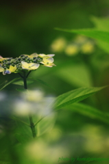 あじさいの時 2015 ＃９