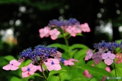 あじさいの時 2015 ＃81