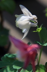 花色季節 近所のオダマキ⑨