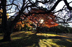 六義園にて＃1　枝と影