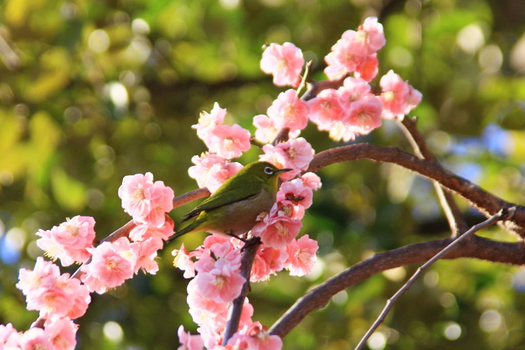 花色季節 うめじろ④