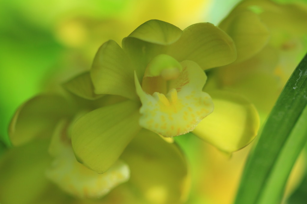 花色季節　新宿御苑温室　＃１２ シンビジューム シルキーウィンド イエローカード