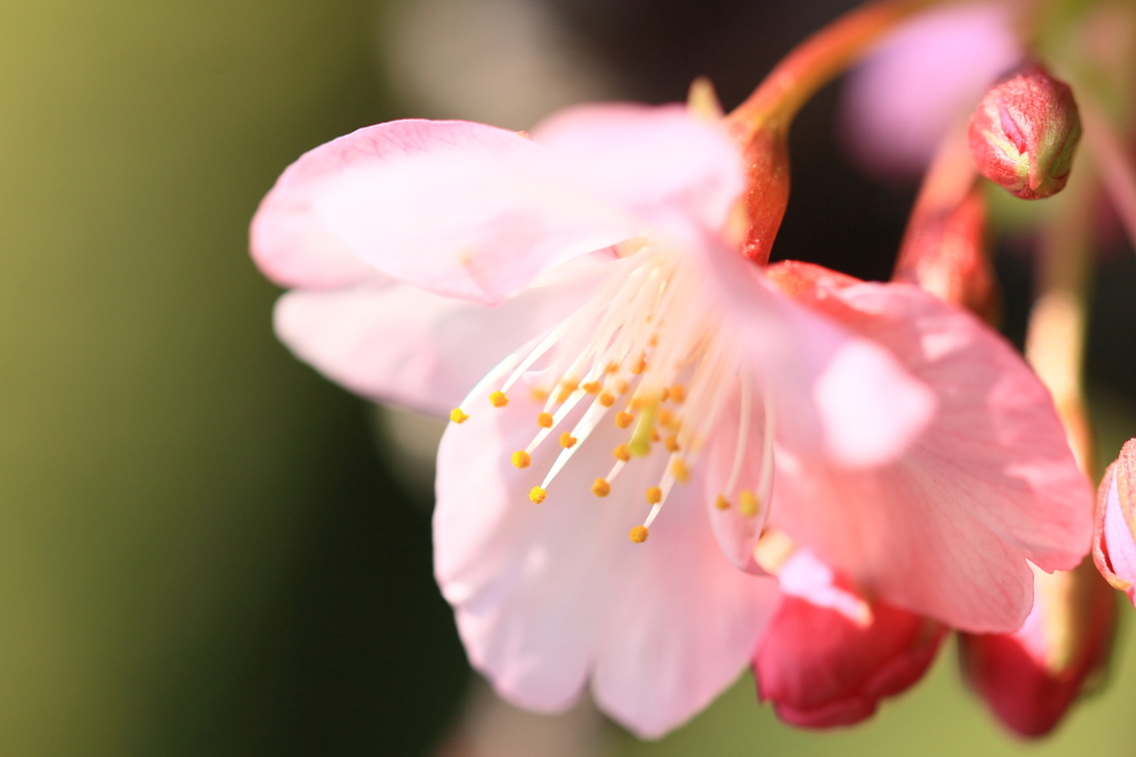 花色季節 咲いた！