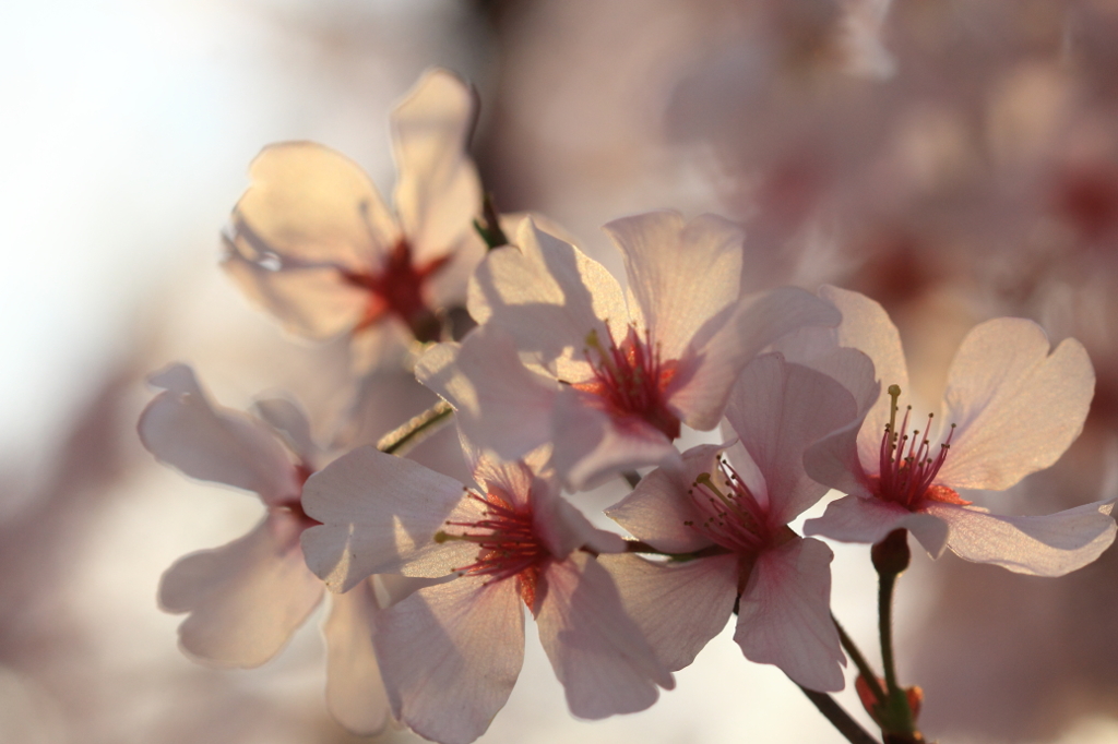 花色季節 近所の桜＃4