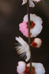 花色季節 背中を魅せて・・・