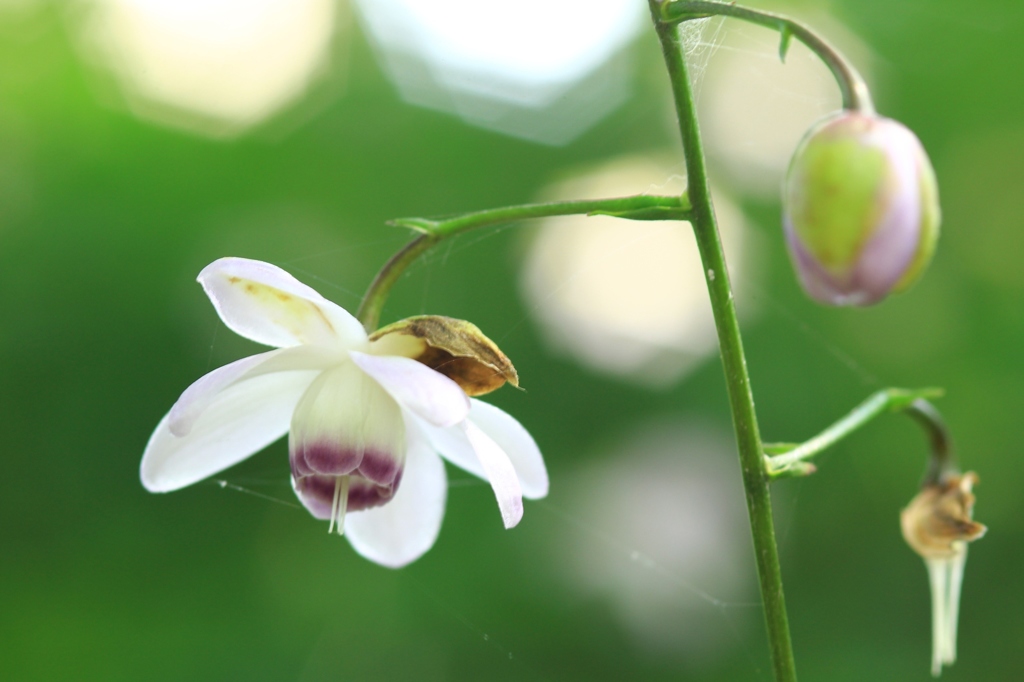 花の人生