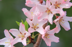 花色季節 近所の桜＃1