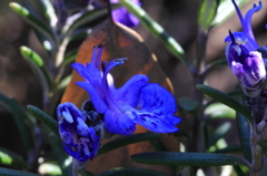 花色季節 ローズマリーブルー