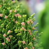花色季節 TDS irodori#29