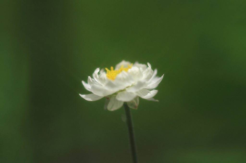 花色季節　まだ咲いてます、花簪③