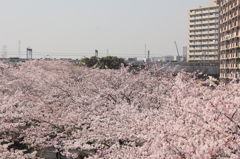 花色季節　さくら風景＃３