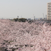 花色季節　さくら風景＃３