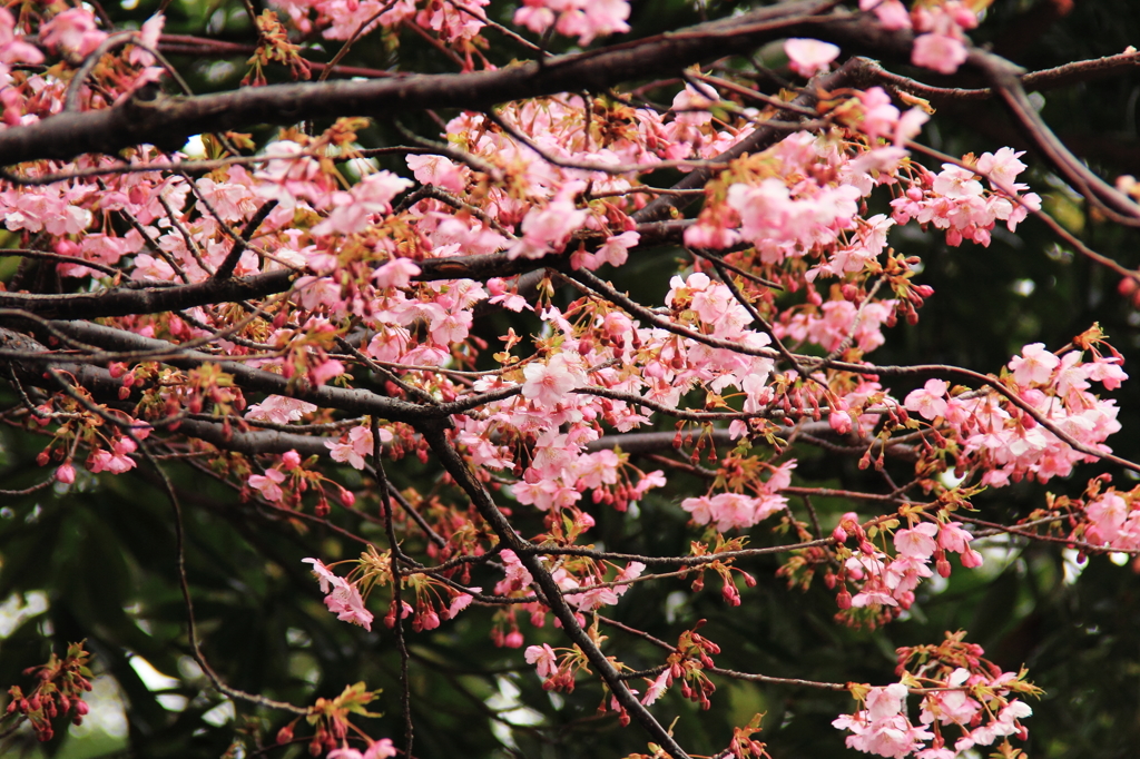 花色季節 TDSsakura＃７