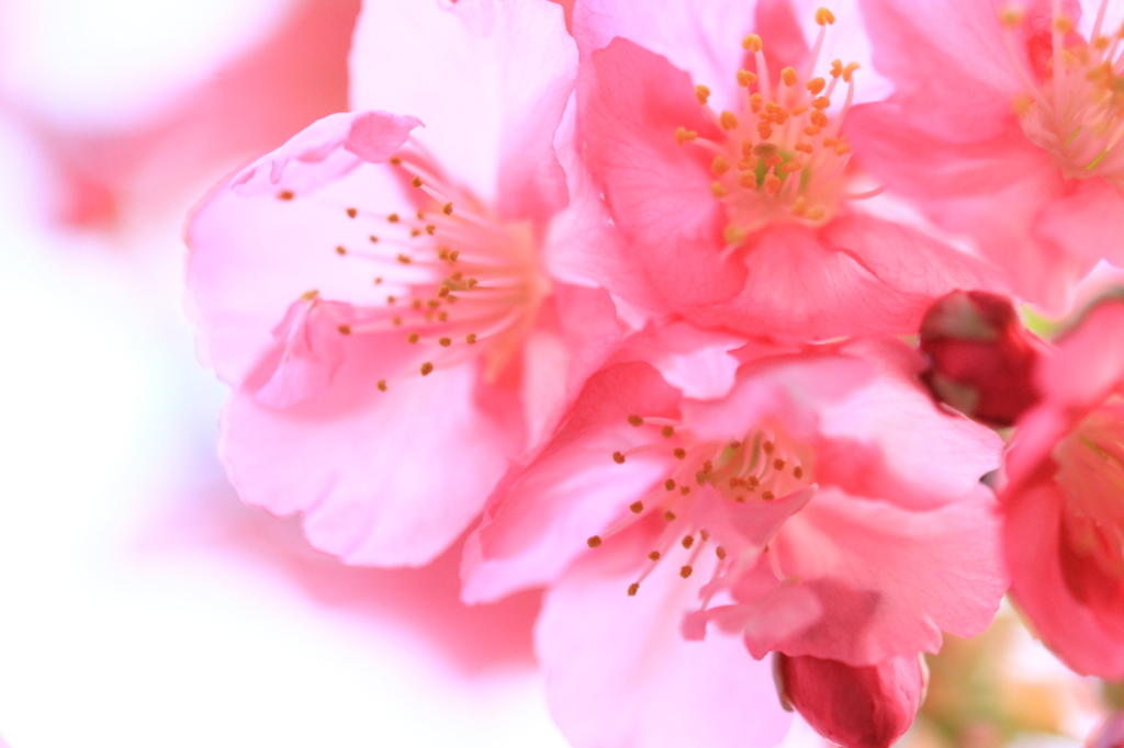 花色季節 桜色