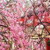 花色季節 天神様の梅 ＃１
