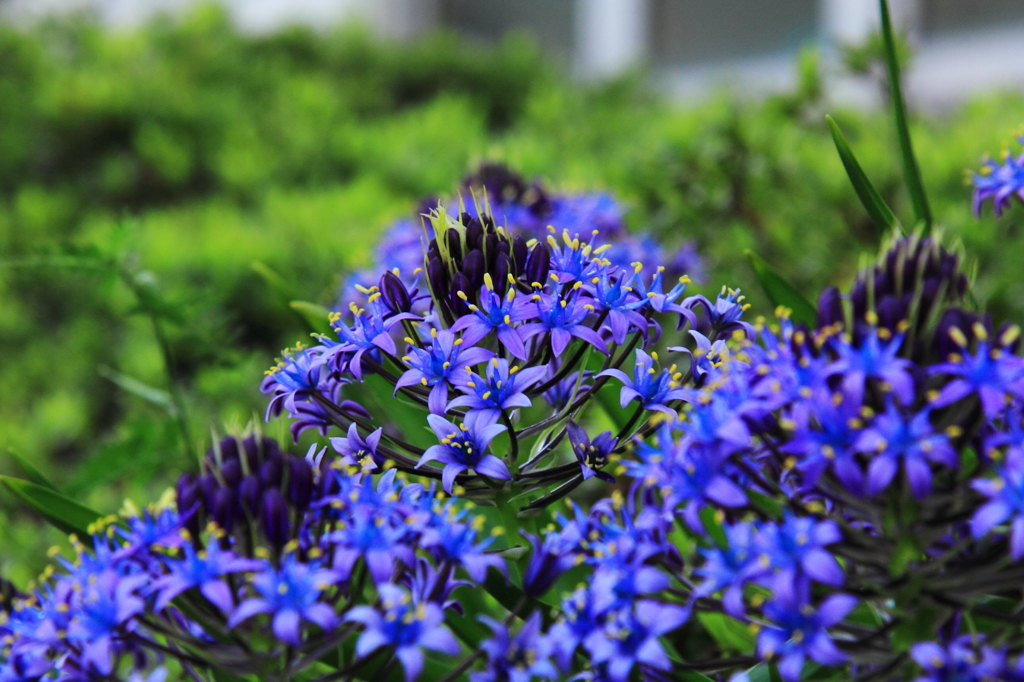 花色季節　シラー・ぺルビアナ