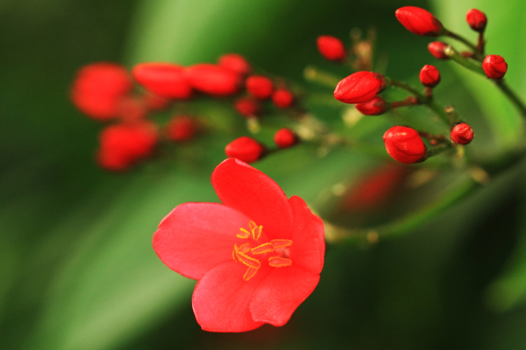 花色季節 ホコバテイキンザクラ④