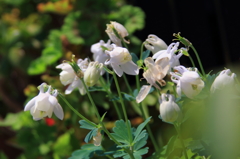 花色季節 近所のオダマキ⑩