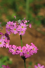 花色季節 近所の花＃5