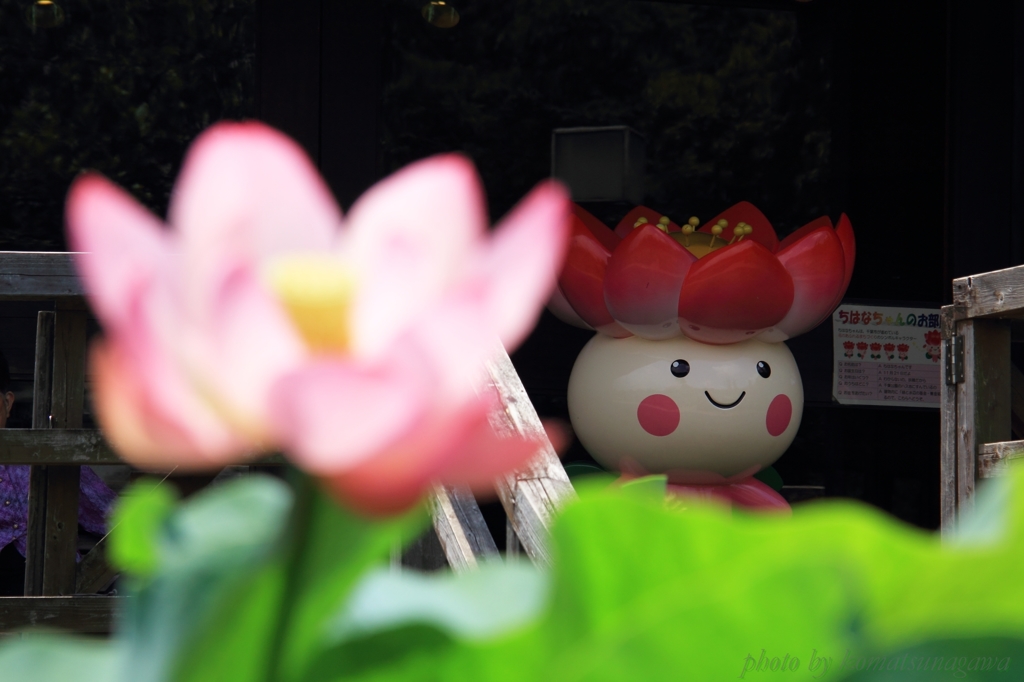花色季節　大賀ハス　＃31