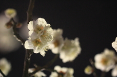 花色季節 梅花背中合わせ