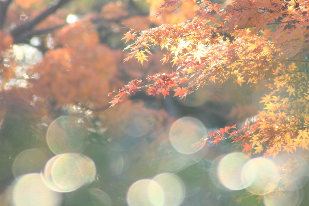 六義園にて＃41　光淡く