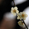 花色季節 天神様の梅 ＃５