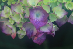 花色季節　近所の紫陽花②