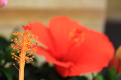 花色季節　ハイビスカス③