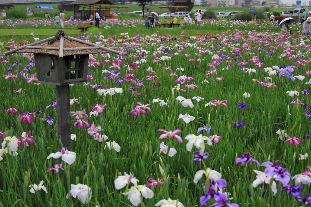 小岩菖蒲園＃２９