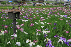 小岩菖蒲園＃２９